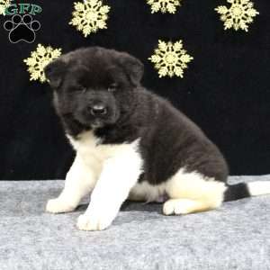 Cooper, Akita Puppy